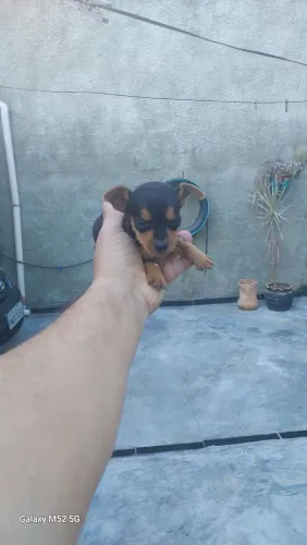 lindos filhotes de pinscher
