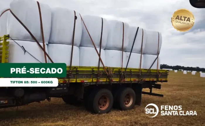 Pré-secado Tifton 85 - 500 a 600kg - Tipo A | Terenos-MS