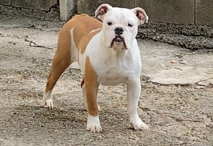 Bulldog inglês macho