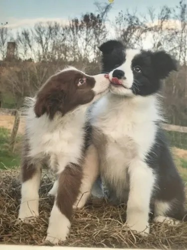 bordeer collies 65 dias com pedigree