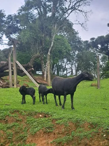 Carneiros a venda 