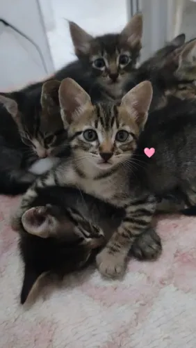 Gatinhos para adoção 