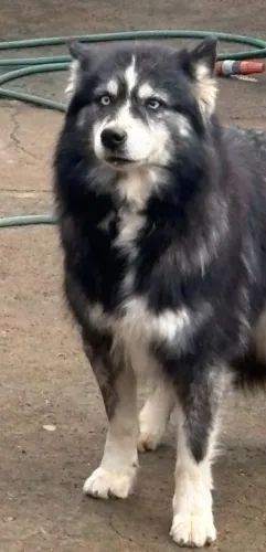 Husky Siberiano fêmea