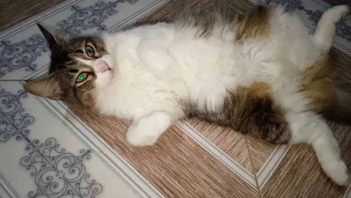 Doação de gata