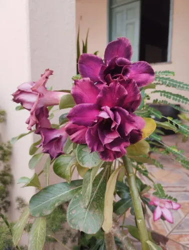 Rosa do deserto 