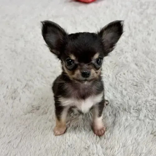 Filhotes alegre e muito sociável Chihuahua