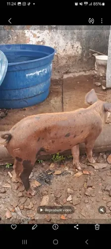 Leitoas a venda