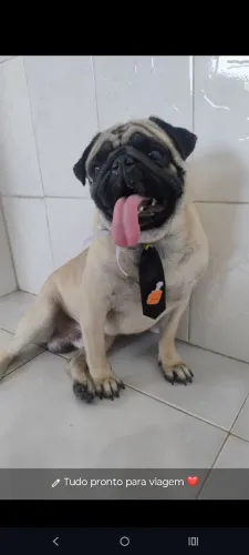 Pug Macho 2 anos