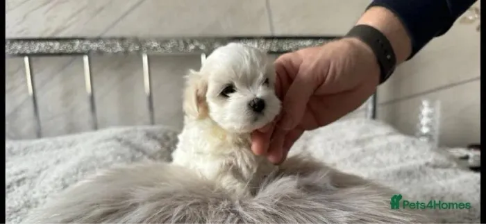 Filhote de cachorro Maltês brincalhão e de ótima genética