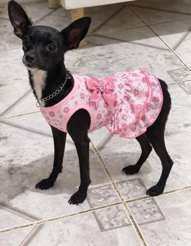 Cachorra