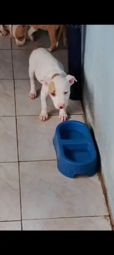 Filhotes de Pitbull disponíveis
