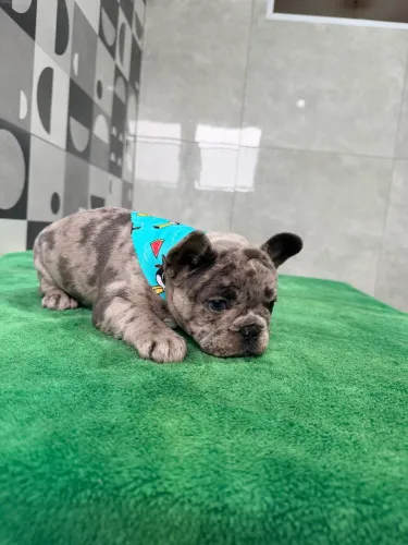 Bulldogue francês