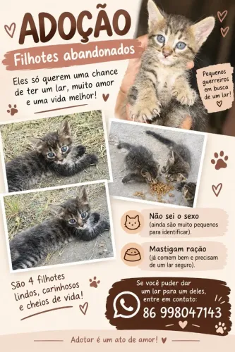 Adoção de gatos filhote