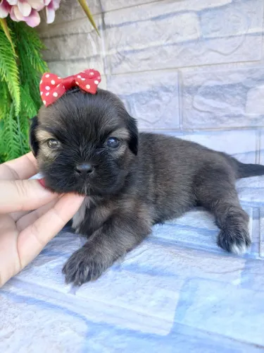 Shitzu fêmea minizinha linda