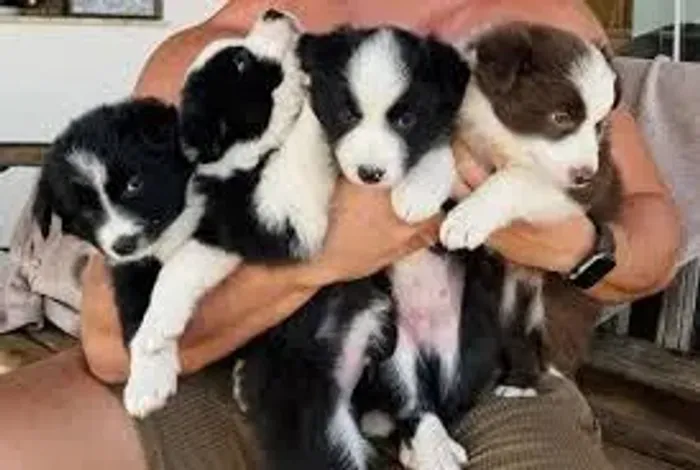 Border Collies são criados com muito cuidado e carinho