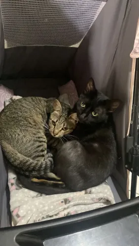 Gatas pra doação 