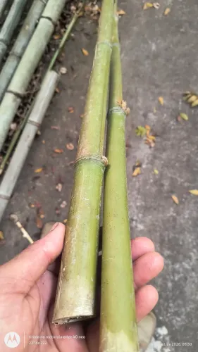 Pau de varal