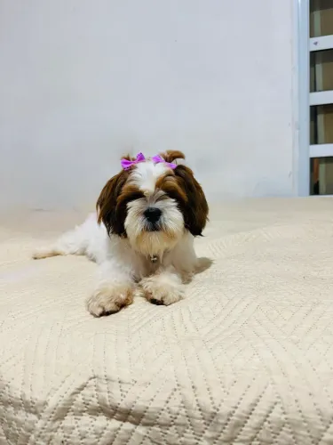 Cachorro