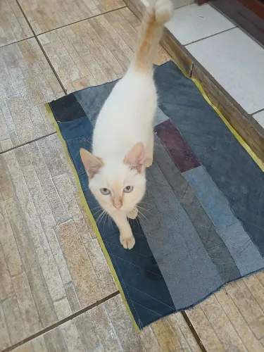 Doa -se gato macho