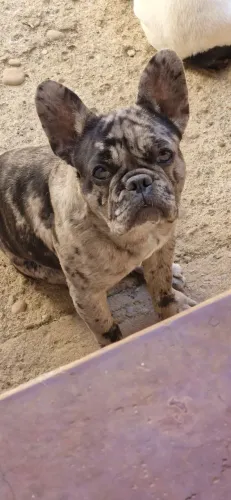 Buldogue francês fêmea