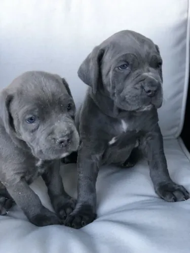 Cane Corso Carinho que cria estabilidade