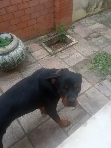 Cão rotweiller