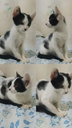 Gatinha filhote para Doação