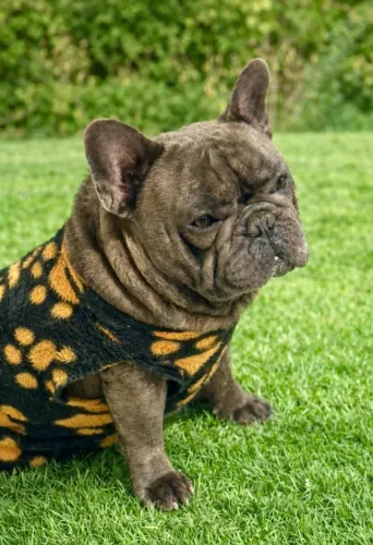 Bulldog frances (cruza)