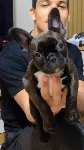 Filhote buldogue 