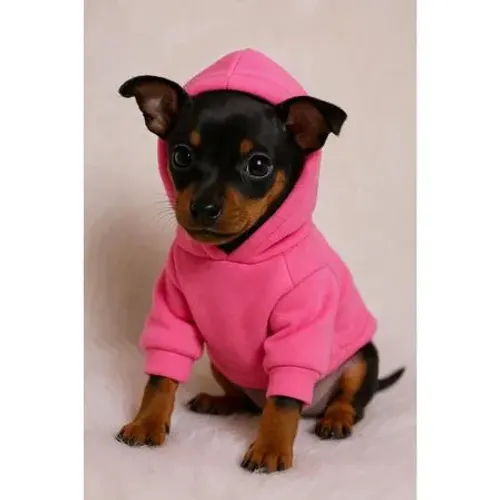 Pinscher femea imediata entrega 