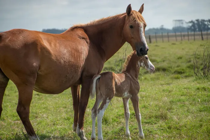 vendo cavalo com um potrinho de brinde com preço bom