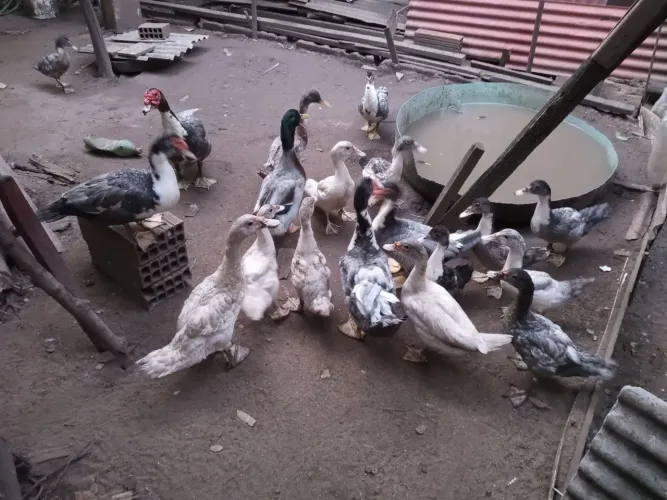 Patos 