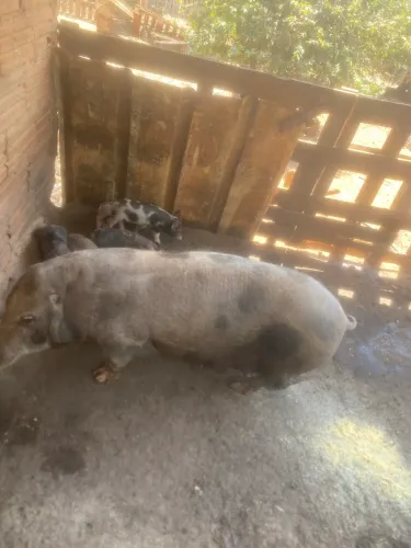 Porco e porcas paridas com leitões