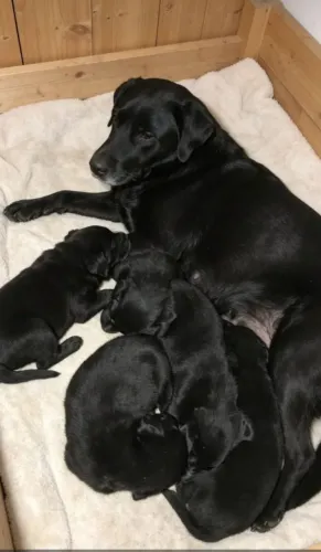 Filhote de labrador puro .