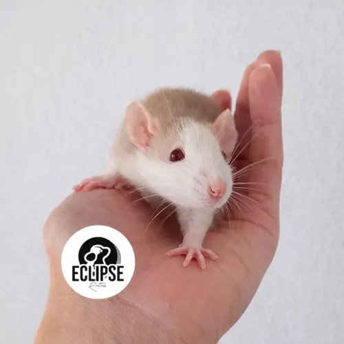 Rato Twister Filhotes - Bem Cuidados e Sociáveis