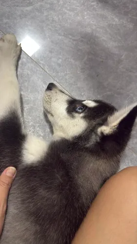 Husky siberiano filhote