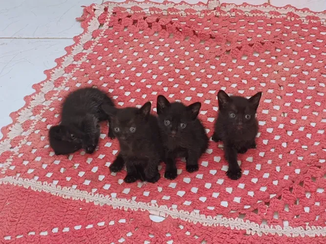 Gatinhos para adoção responsável