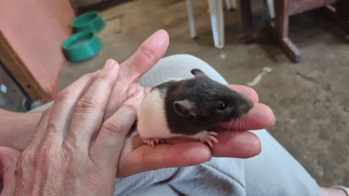 Ratos, camundongos e coelhos