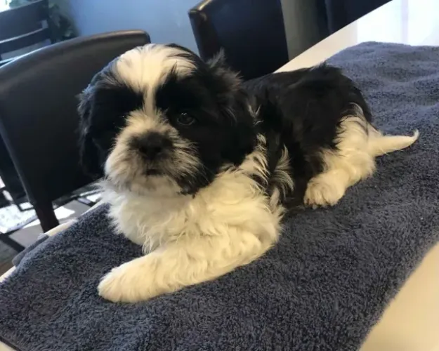 Filhotes de Shih Tzu | Fiel como nenhum outro.