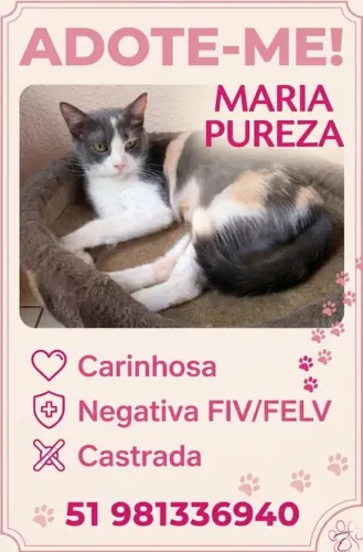 Gata tricolor rose