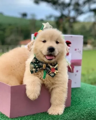 Golden Cachorro com entrega imediata - garanta o seu