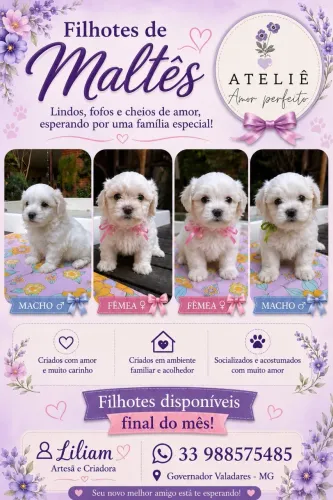 Filhotes maltês 
