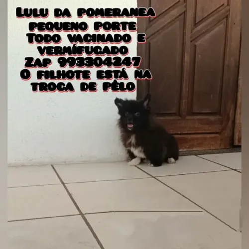Vendo por motivo de viajem a trabalho lulu da pomeranea todo vacinado preço promocional