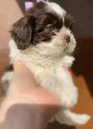 Filhotes de lhasa apso