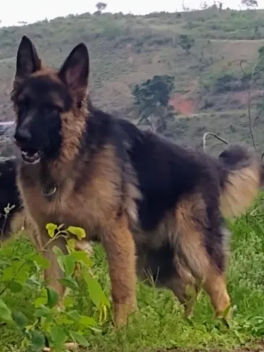 Pastor Alemao macho procura femea