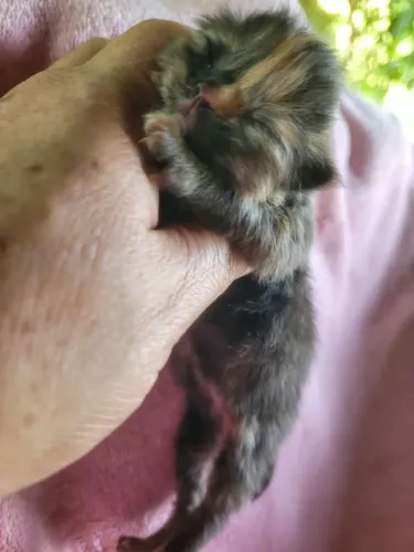 Filhote de gato persa fêmea e macho