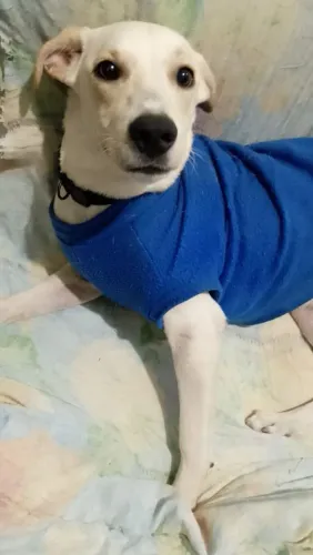 Adoção responsável 