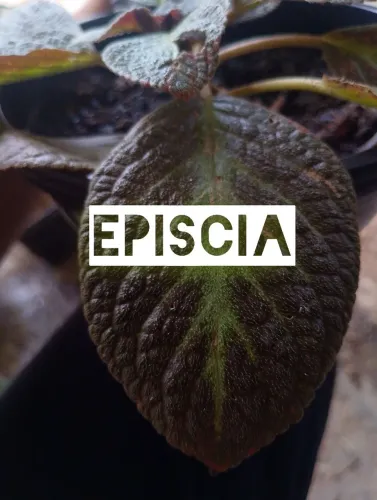 Episcia Folha tapete na cuia