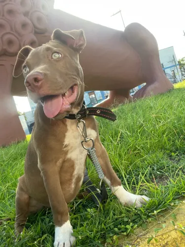 filhote de pitbul com pitmoster 3 mes muito docil 