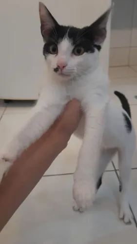 DOAÇÃO DE GATA